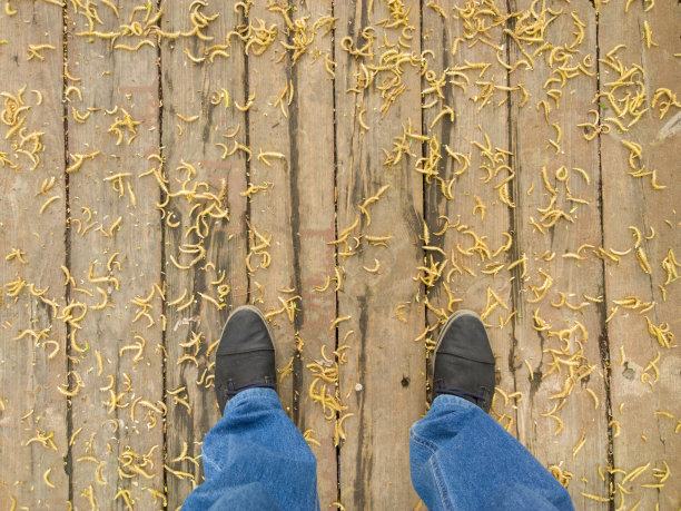 脚放在木地板上。图片下载