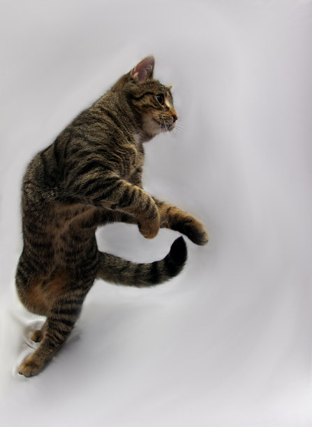 猫跳舞图片下载