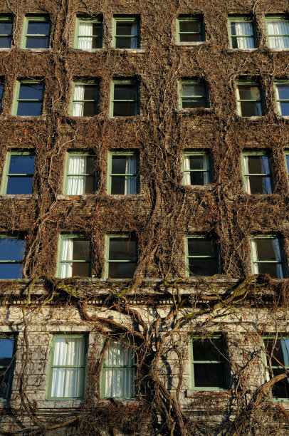 藤蔓攀附在墙上图片下载