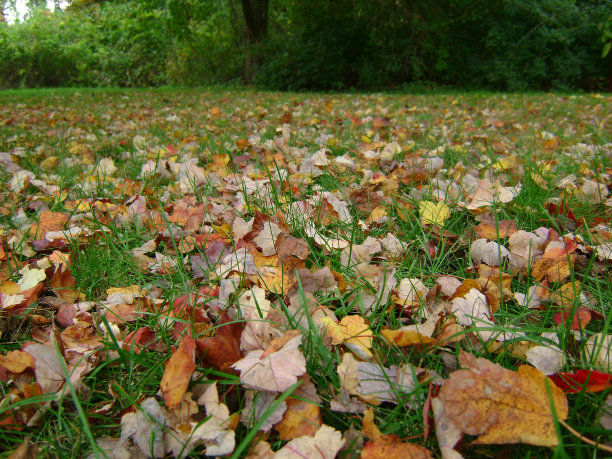 选择关注秋叶图片下载