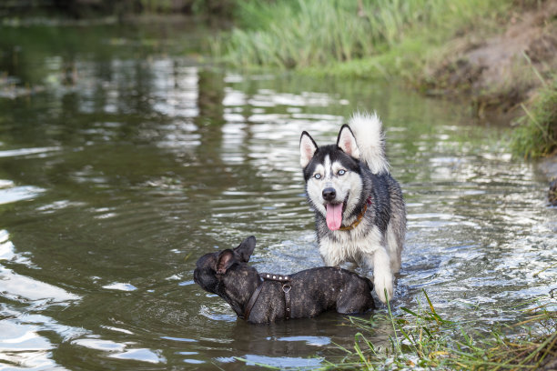 西伯利亚哈士奇和法国牛头犬在河里玩耍。素材图片