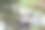 西伯利亚哈士奇和法国牛头犬在河里玩耍。素材图片