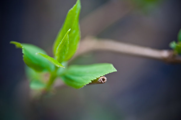 春天盛开图片下载
