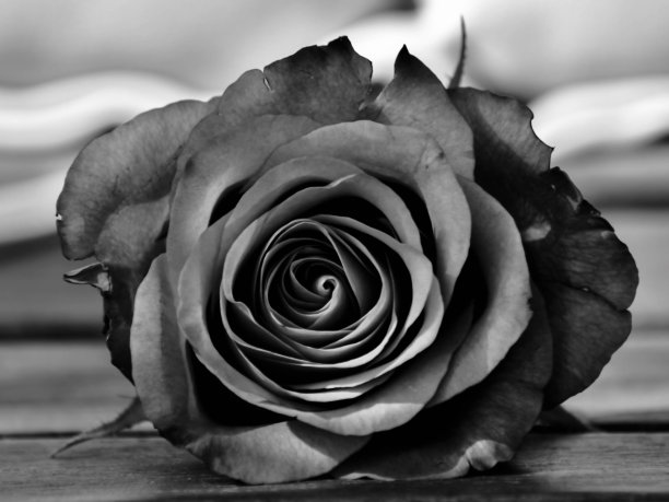 黑与白玫瑰特写图片下载