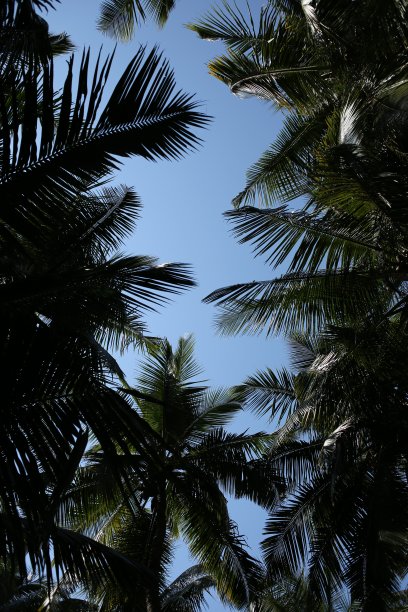 棕榈树和天空，在印度果阿拍摄的热带日落图片下载
