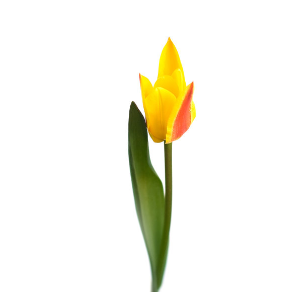 黄色郁金香图片下载