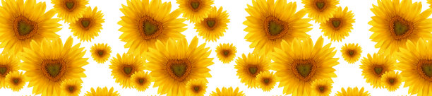 头部全景图案花向日葵心形图片下载