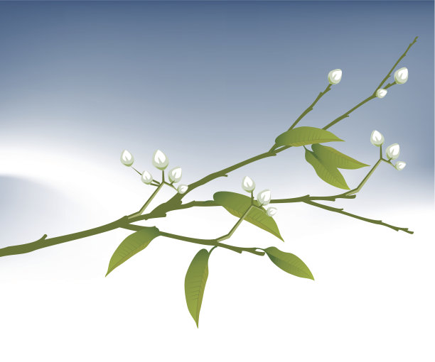 春天的花图片下载