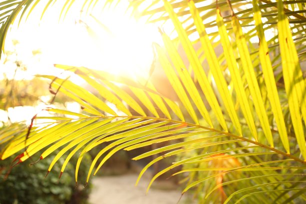 棕榈树和太阳，在印度果阿拍摄的热带日落图片下载