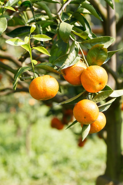 橙树图片下载