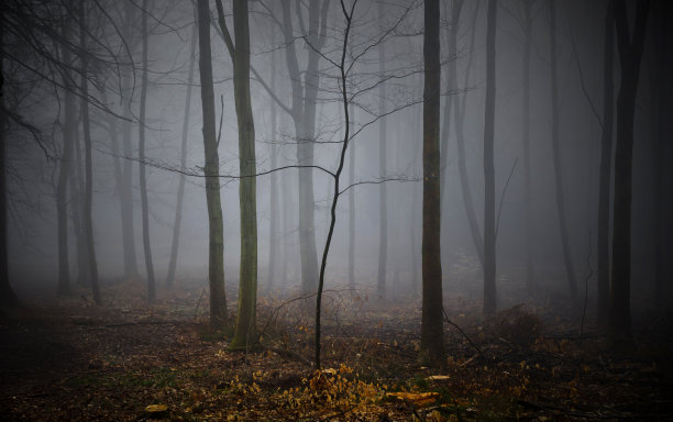 老树林里的小树图片下载