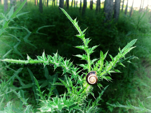 草地上的蜗牛模糊了图片下载
