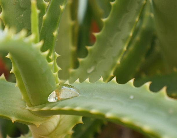 一滴芦荟水图片下载