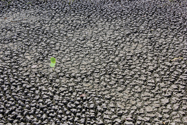 干裂的粘土一直到旱季图片下载