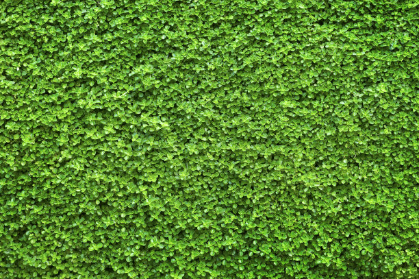 绿色背景图片下载