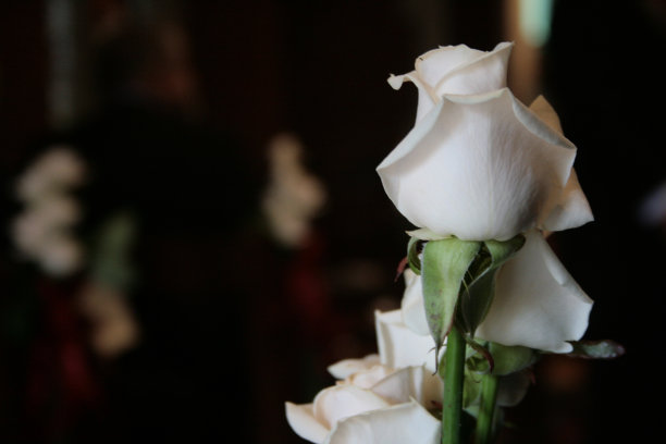 白玫瑰图片下载