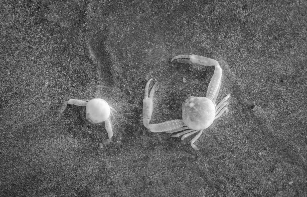 鬼螃蟹图片下载