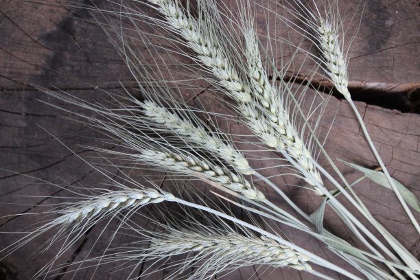干小麦小穗图片下载