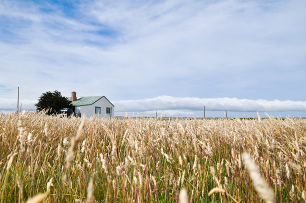 福克兰岛的鹅绿定居点图片下载