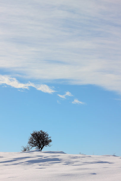 孤独的树图片下载