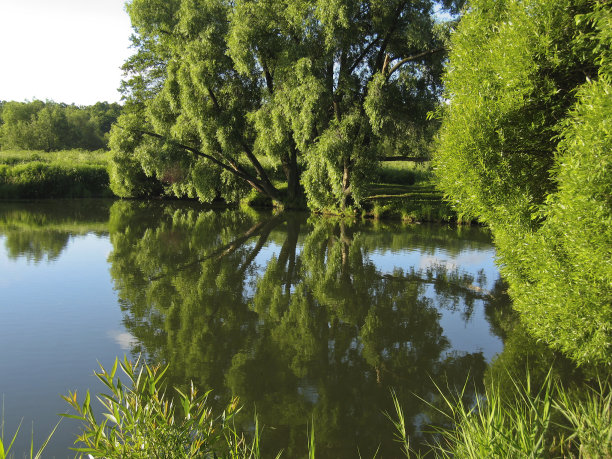 湖和柳树图片下载