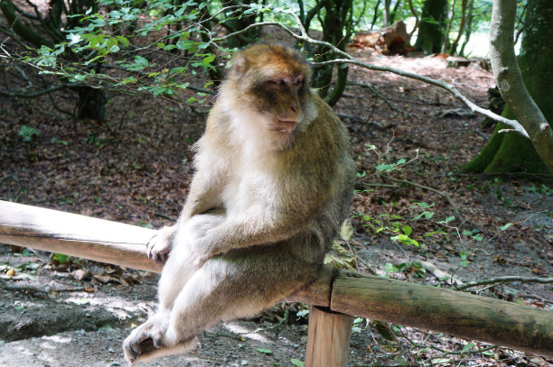 坐在猴子图片下载