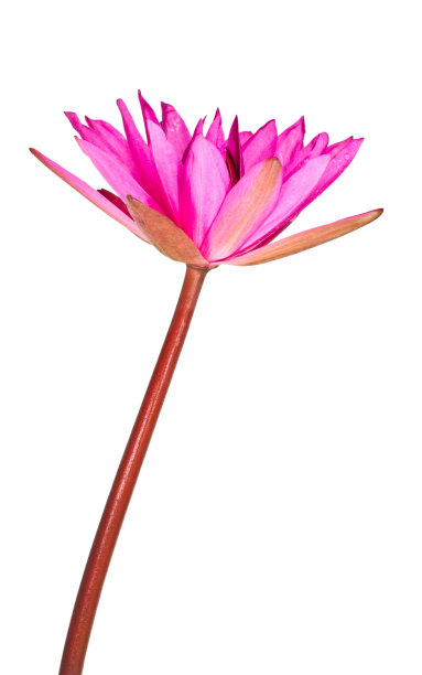 粉红色的荷花。图片下载