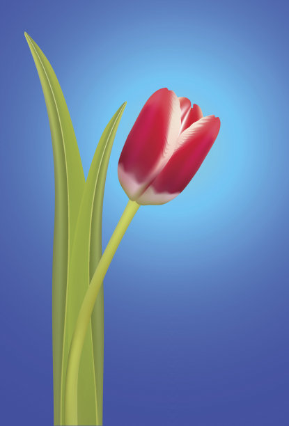 郁金香花孤立图片下载