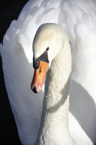 白天鹅图片下载