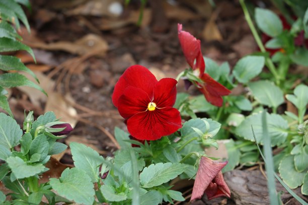 红色的花图片下载