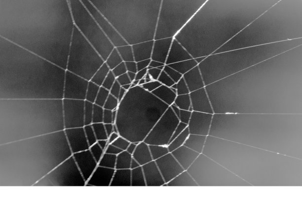 蜘蛛网图片下载