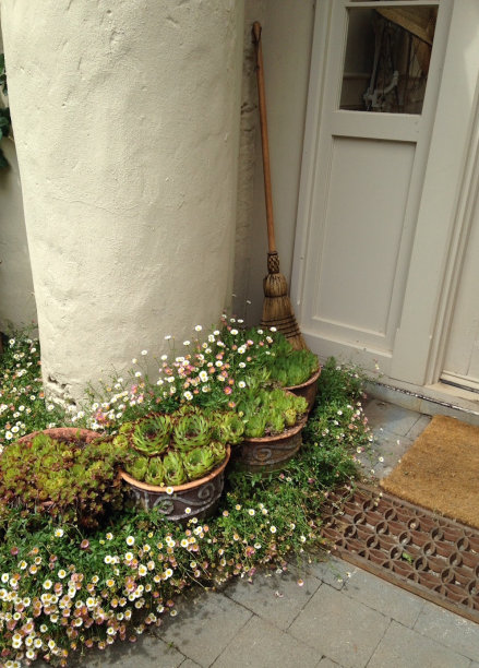 多肉植物和海边雏菊的金雀花图片下载