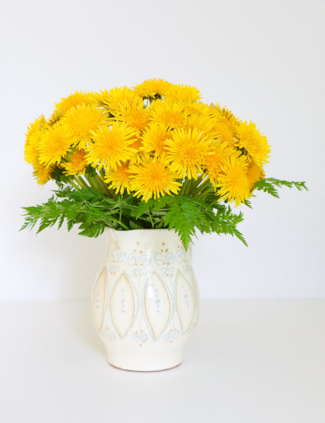 一束黄色的蒲公英图片下载