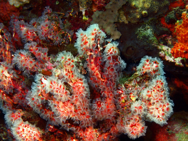 可怕的珊瑚图片下载