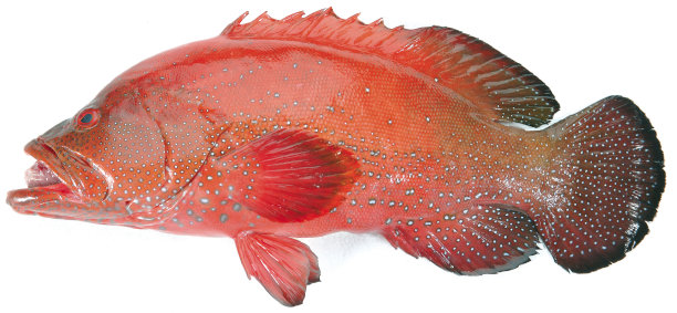 赤点石斑鱼图片下载