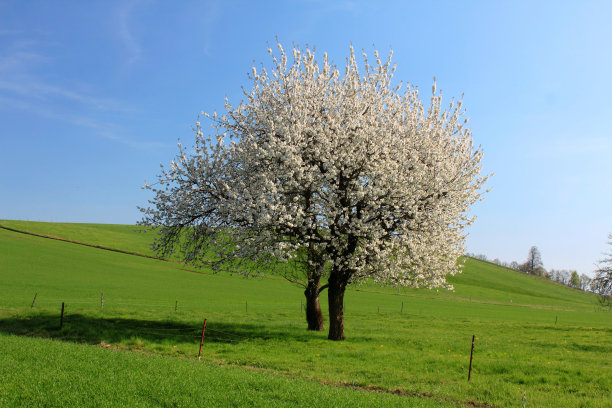 湖树和五颜六色的树叶图片下载