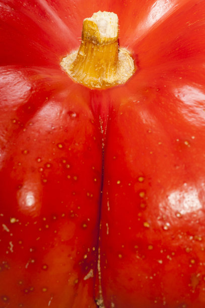 性感，南瓜，沟槽，皮肤，斑点，橙色，茎，食物，完整的框架图片下载