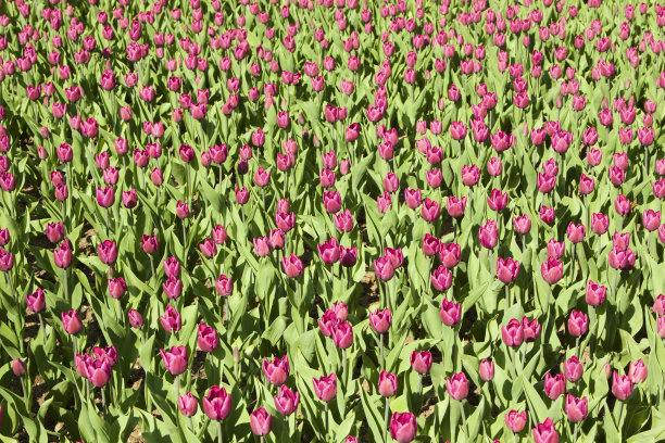 郁金香图片下载