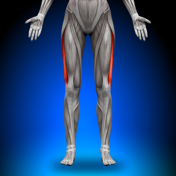 股外侧肌-女性解剖肌肉图片下载