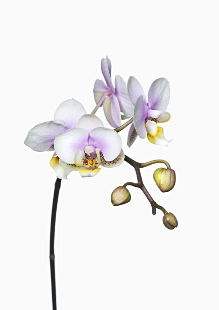 花卉蝴蝶兰属兰花图片下载