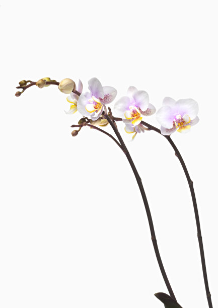 花卉蝴蝶兰属兰花图片下载