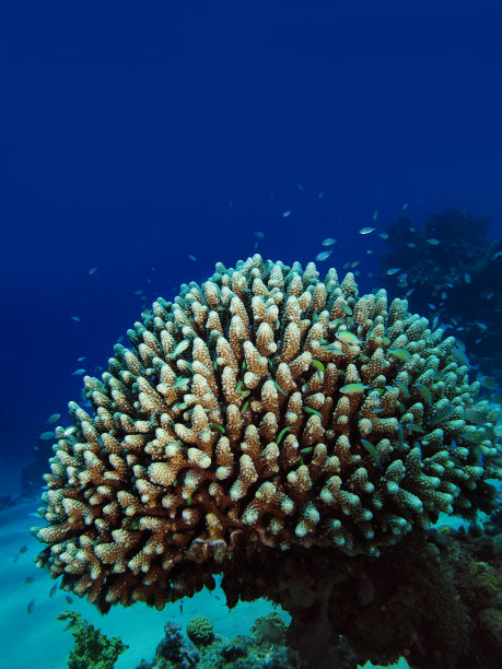 矮肩珊瑚(Acropora humilis)图片下载