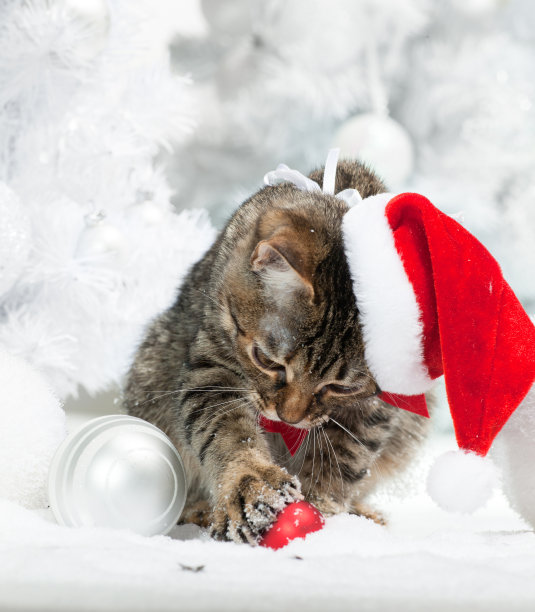 圣诞节的猫图片下载