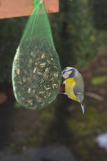 bluetit喂养图片下载