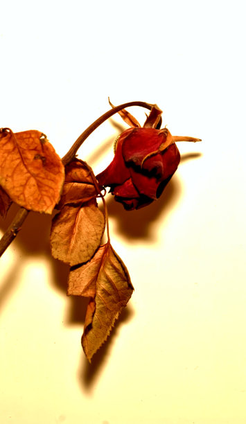 干花-玫瑰图片下载