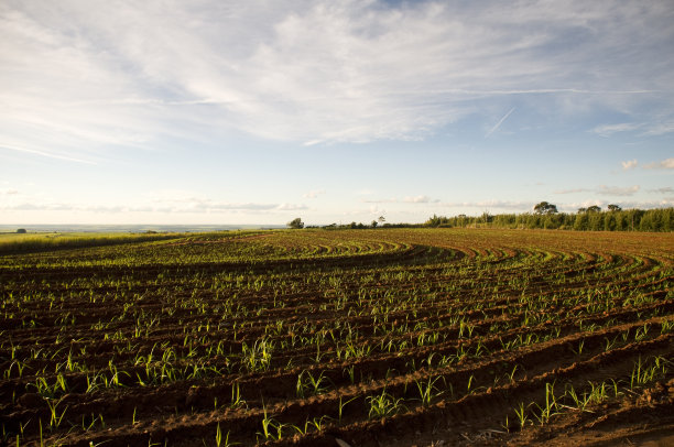 种植甘蔗图片下载
