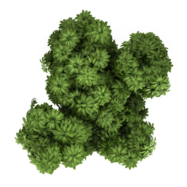 顶视图的伞树孤立在白色的背景图片下载