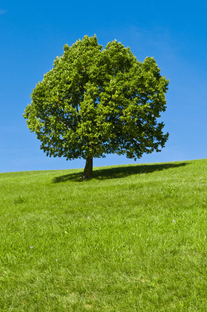 绿色的树图片下载