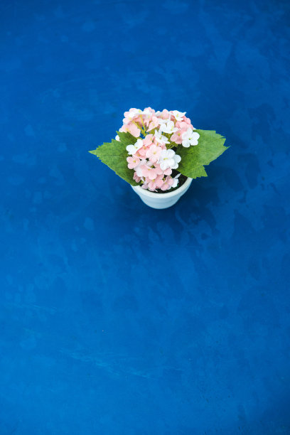 桌上有朵小花图片下载