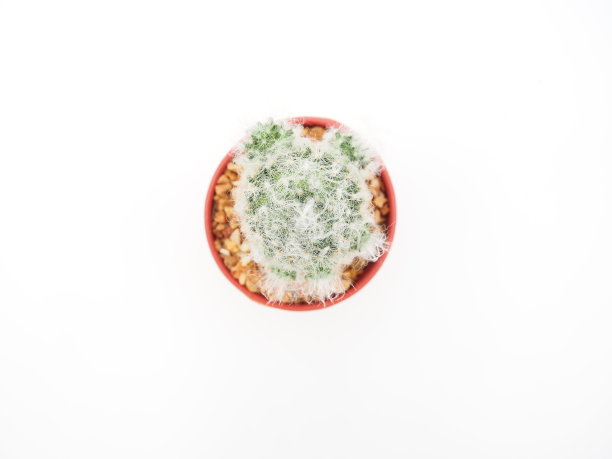 仙人掌图片下载